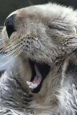 Watch Sea Otters - A Million Dollar Baby Movie2k