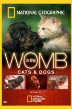 Watch National Geographic In The Womb  Cats Movie2k