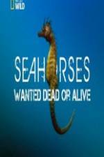 Watch National Geographic - Wild Seahorses Wanted Dead Or Alive Movie2k
