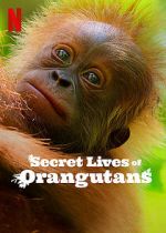 Watch Secret Lives of Orangutans Movie2k