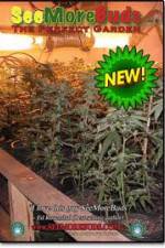 Watch SeeMoreBuds: Vol. 3 Movie2k