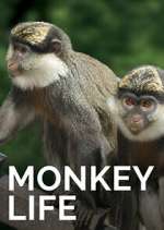 Watch Monkey Life Movie2k