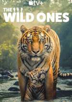 Watch The Wild Ones Movie2k