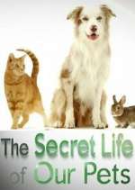 Watch The Secret Life of Our Pets Movie2k