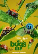 Watch A Real Bug's Life Movie2k