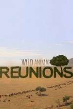 Watch Wild Animal Reunions Movie2k