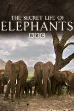 Watch The Secret Life of Elephants Movie2k