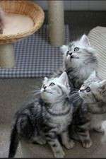 Watch The Secret Life of Kittens Movie2k