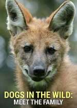 Watch Dogs in the Wild: Meet the Family Movie2k