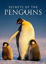 Watch Secrets of the Penguins Movie2k