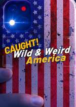 Watch Wild & Weird America Movie2k