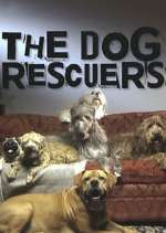 Watch The Dog Rescuers with Alan Davies Movie2k