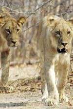 Watch Lion Country: Night and Day Movie2k