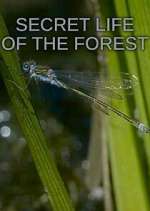 Watch Secret Life of the Forest Movie2k